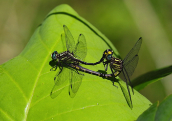 Hylogomphus parvidens, mating pair